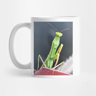 Praying Mantis Macro Photo Mug